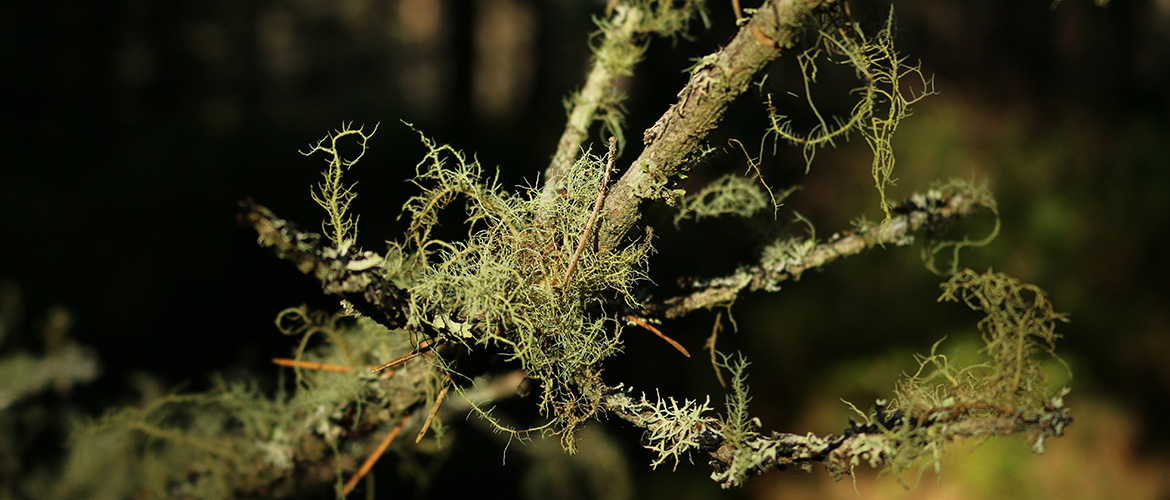 branch detail