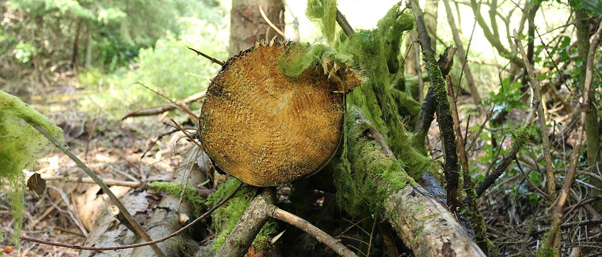 tree stump