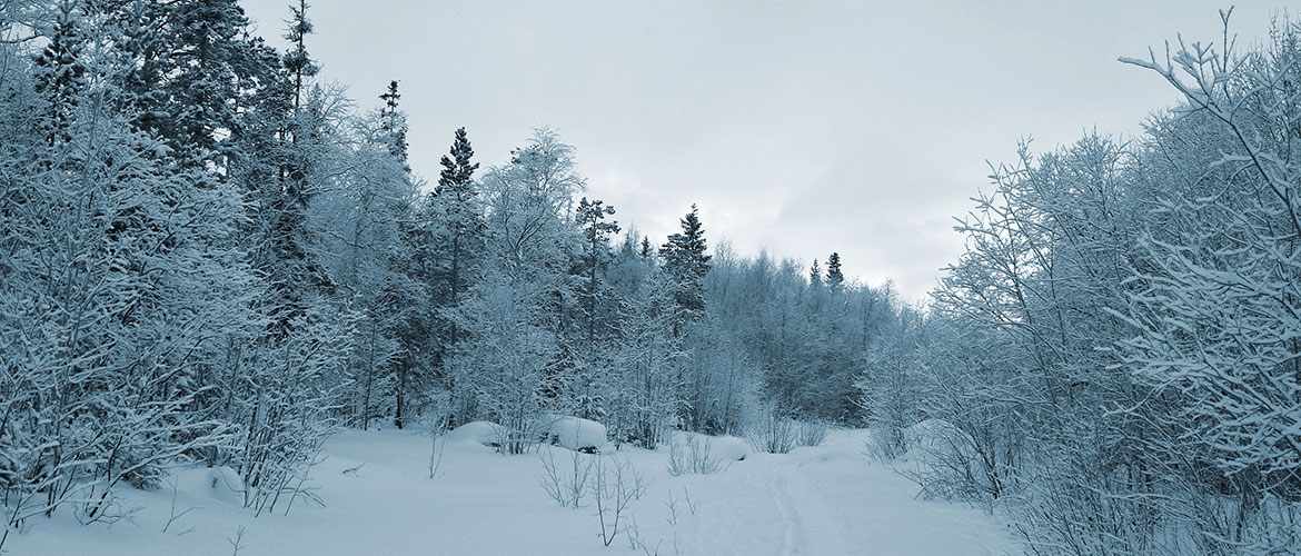 winter forest